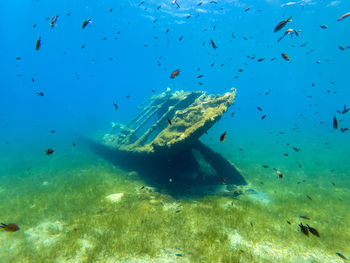 Fish swimming in sea