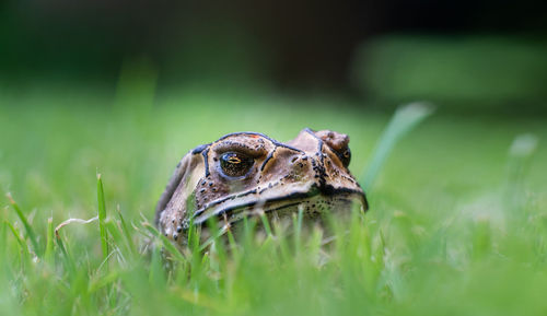 Close-up of lizard on grass