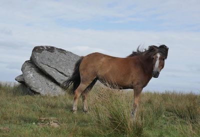 Horse standing on field against sky