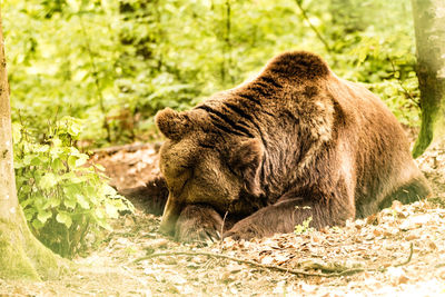 Lion relaxing in a forest