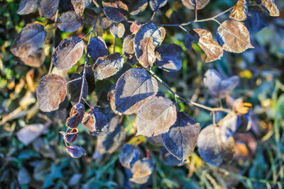 Close-up of wilted plant with dry leaves