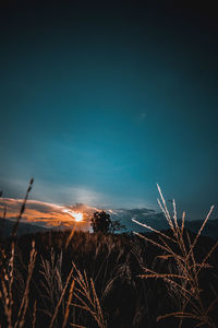 Plants growing on land against sky at night