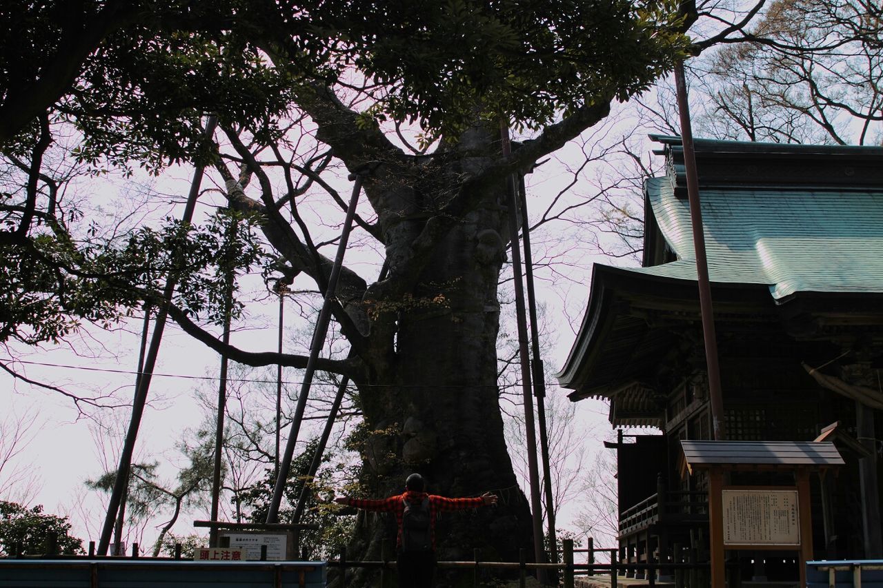 tree, building exterior, built structure, architecture, low angle view, branch, tree trunk, bare tree, house, sky, railing, growth, day, outdoors, residential structure, sunlight, no people, nature, building, clear sky