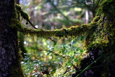 Close-up of moss growing on tree trunk