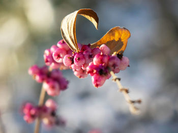 Close-up of pink flower