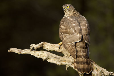 Close-up of eagle perching on wood