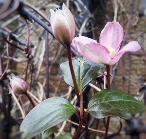 Close-up of pink flower