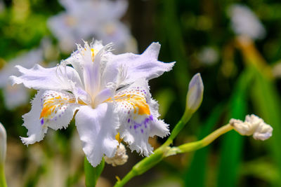 Close-up of white flowers