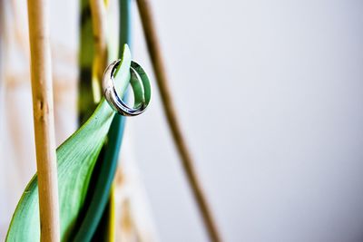 Close-up of leaf against blurred background