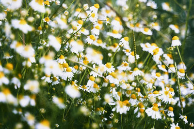 Close-up of flowering plants against bright sun