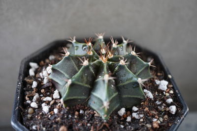 Close-up of potted plant