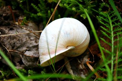 Close-up of mushroom