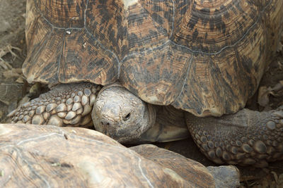 Close-up of turtle