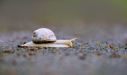 Close-up of snail on land