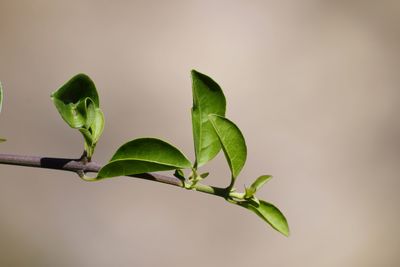 Close-up of plant