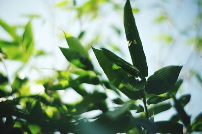 Close-up of leaves against blurred background