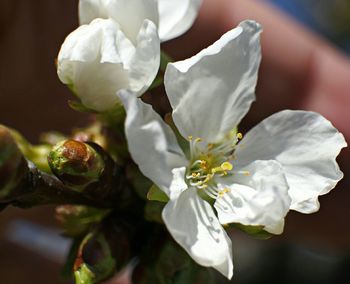 Close-up of white flower