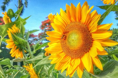 Close-up of sunflower blooming against sky