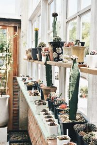 Potted plants on window sill and shelves