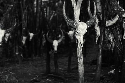 Close-up of frozen hanging tree