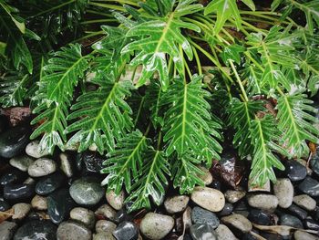 Close-up of fresh green plants