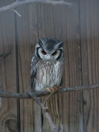 Close-up of owl perching on wood