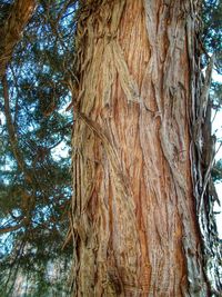 Low angle view of tree trunk