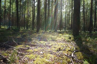 Trees in forest