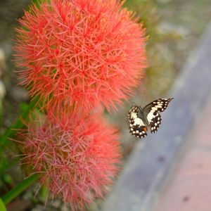 Close-up of red caterpillar on plant