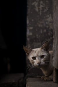 Portrait of cat relaxing on floor