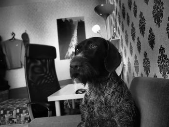 Dog looking away while sitting on chair at home