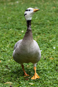 Close-up of a bird on field