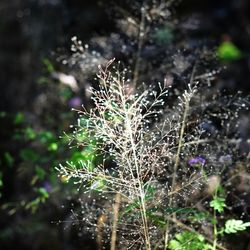 Close up of plant growing in forest