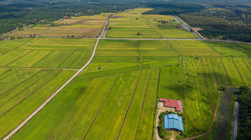 Scenic view of agricultural field