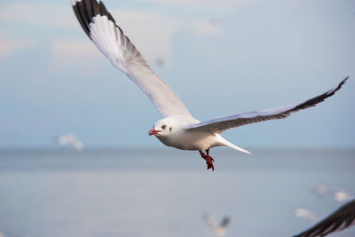 Close-up of seagull flying against sky