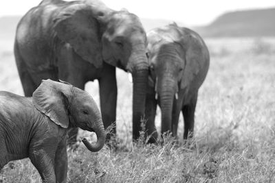 Elephants in a field