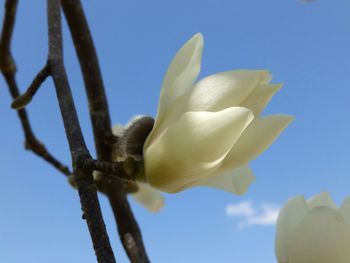 Close-up of flower against sky