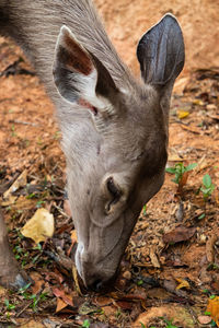 Close-up of a horse on field