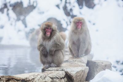 Japanese snow monkeys sitting on the stone