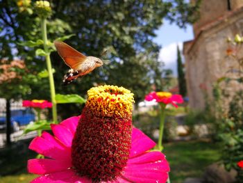 Butterfly on flower