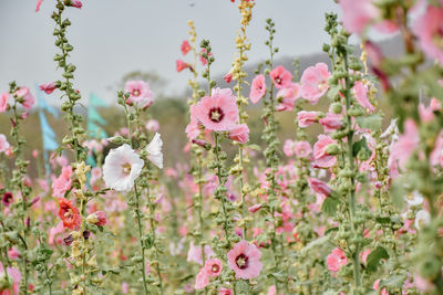 Close-up of pink flowering plants on field