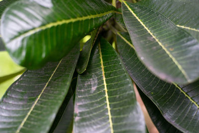 Close-up of leaves