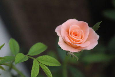 Close-up of rose against blurred background