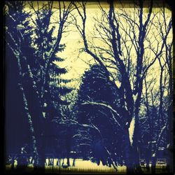 Bare trees against sky