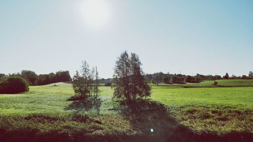 Trees on field against clear sky