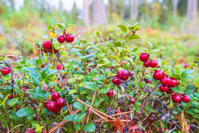 Close-up of red berries growing on plant