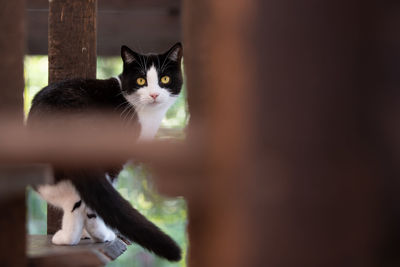 Close-up portrait of cat on floor