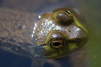 Close-up of frog in pond