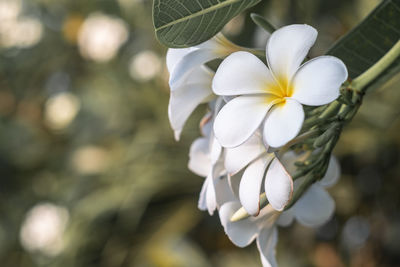 Close-up of white flowering plant