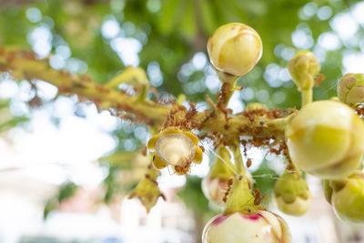 Close-up of fruits on tree